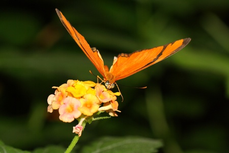 butterfly