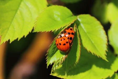 lady bugの写真素材