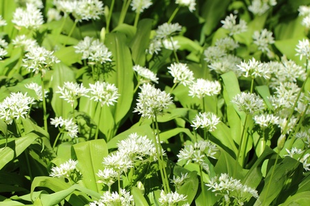 rare flowers