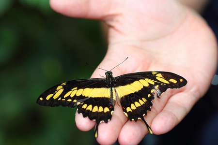 butterflyの写真素材