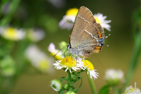 butterflyの写真素材
