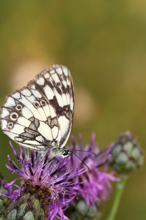 butterflyの写真素材