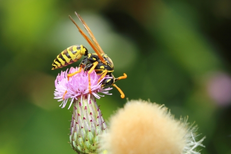 bee on flowerの写真素材