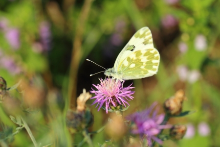 butterflyの写真素材