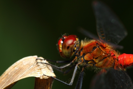 Dragonflyの写真素材