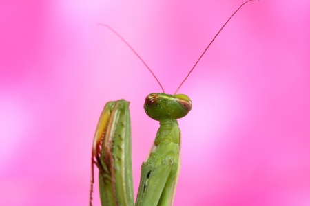 mantisの写真素材