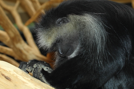 depressive monkey