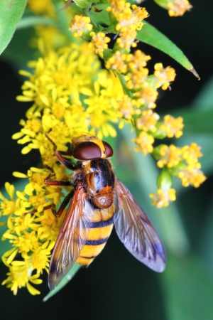 beeの写真素材