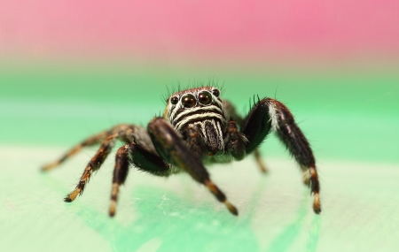 jumping spiderの写真素材