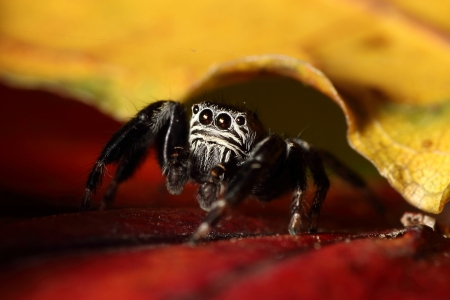 jumping spider