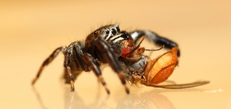 Evarcha arcuata jumping spider feeding drosophila flyの写真素材