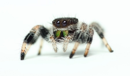 phidippus regius jumping Spider isolated on White