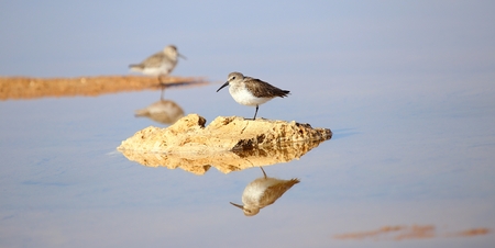 Knot bird in Ras Mohammad National parkの写真素材