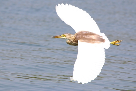 Heron in flight