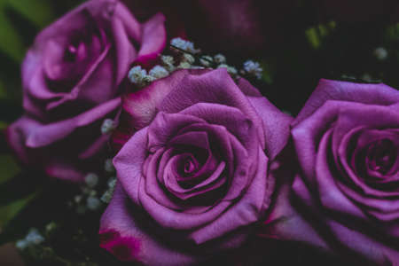Close-up of a beautiful bouquet of purple roses on a dark background