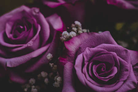 Beautiful purple roses close-up in a bouquet on a dark backgroundの写真素材