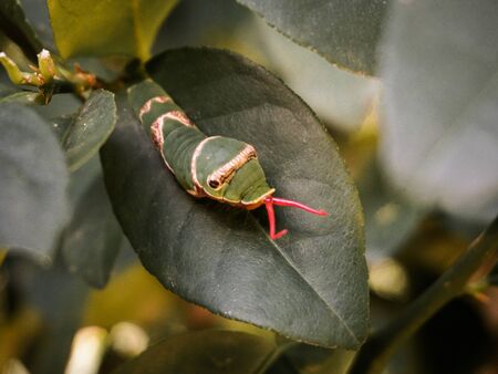 A larva that has mimicry ability to form like a snake.の写真素材