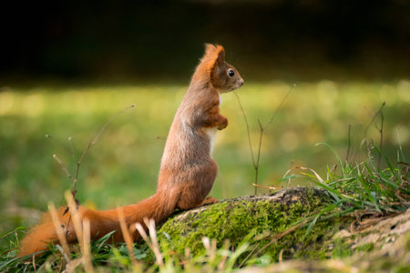 A cute small squirrel in a meadowの写真素材