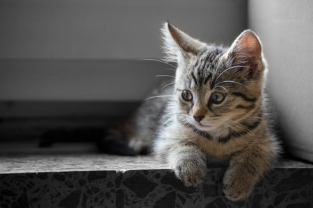 little cat child lying on the windowsillの写真素材