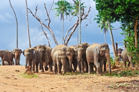 flock of elephants in the wilderness near Pinnawelaの写真素材