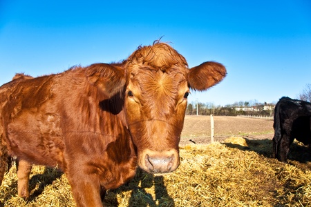 friendly cattle on straw with blue skyの写真素材