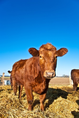 friendly cattle on straw with blue skyの写真素材
