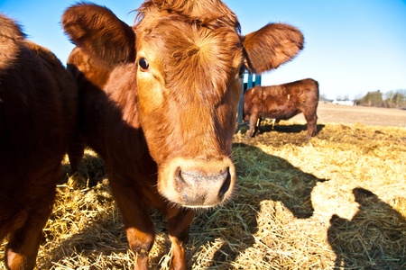 mouth of friendly cattle on straw with blue skyの写真素材