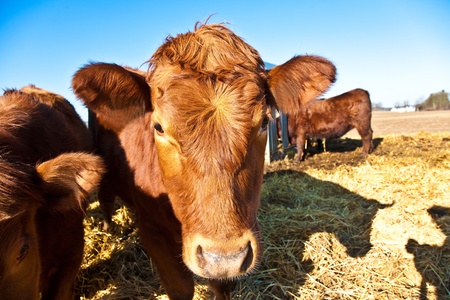 mouth of friendly cattle on straw with blue skyの写真素材