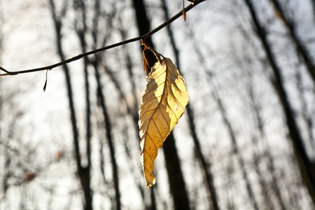 golden leaves at the tree in beautiful light with sky