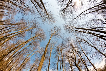 Spring tree crowns on deep blue skyの写真素材