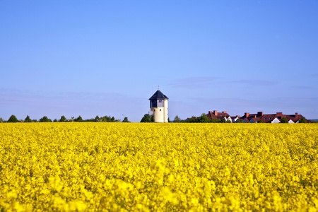 beautiful yellow rape field in spring with water towerの写真素材