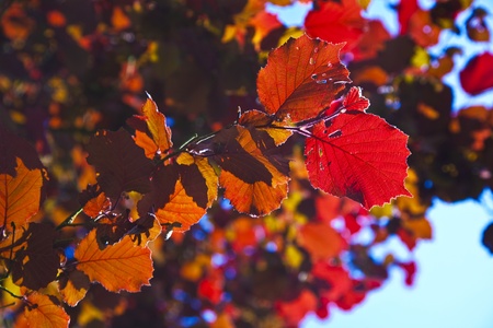 leaves of tree in intensive lightの写真素材