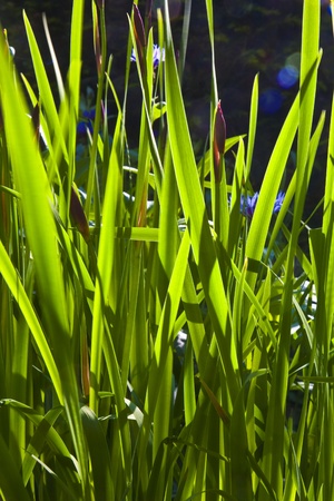 green small leaves of Lily in wonderful morning lightの写真素材