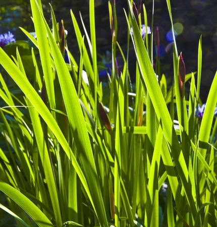 green small leaves of Lily in wonderful morning lightの写真素材