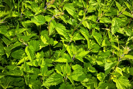 nettles in meadow