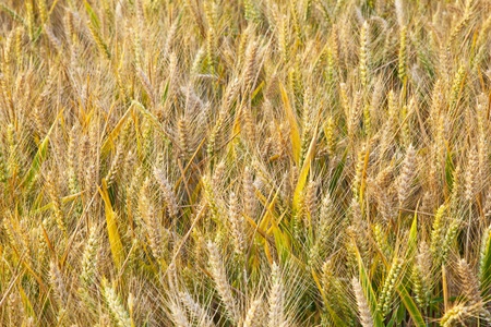 golden corn field with spica in detailの写真素材