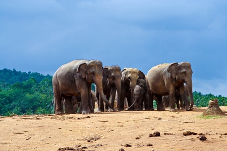 flock of elephants in the wilderness near Pinnawelaの写真素材