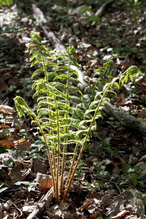leaf in forest in detailの写真素材