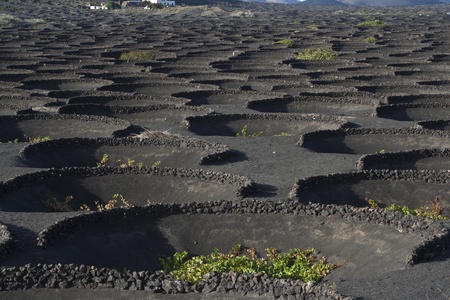 beautiful volcanic wine area La Geriaの写真素材
