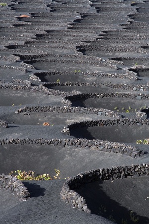beautiful volcanic wine area La Geriaの写真素材