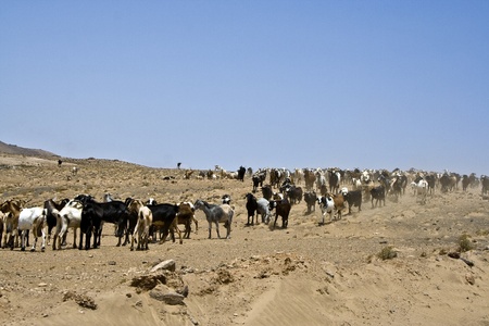 flock of goats near Arrecife