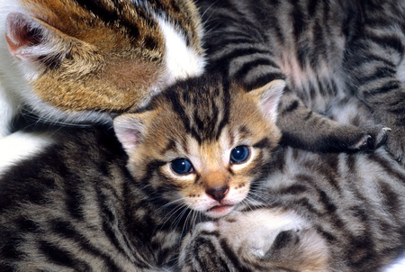 cute young cat at home