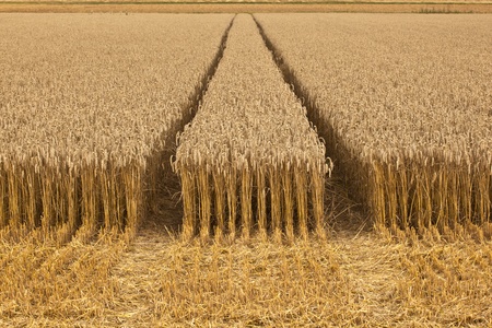 golden corn fields with corn ready for harvestの写真素材