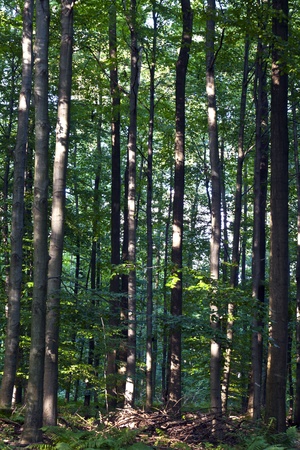 trunks in beautiful green forestの写真素材