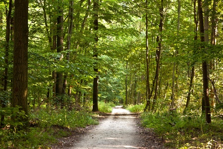 path in forest with beautiful trees in harmonyの写真素材
