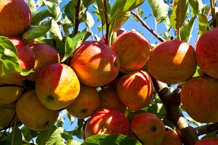 ripe fruity apples at the treeの写真素材