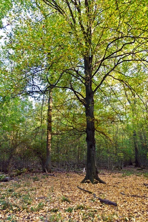 old oak forest in beautiful lightの写真素材