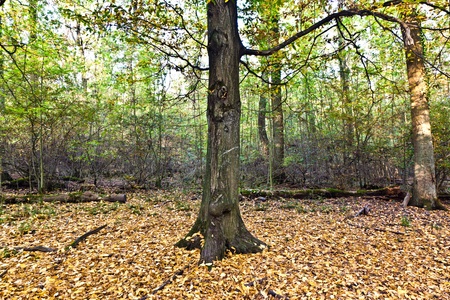 old oak forest in beautiful lightの写真素材