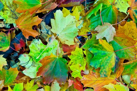 Background group autumn  leaves in Indian Summerの写真素材