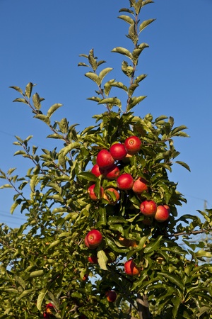 ripe apples on a tree branch against blue skyの写真素材